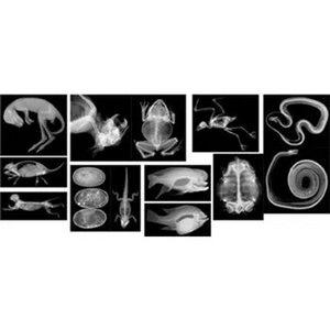 Animal X-Rays 14 Images with Matching Picture Cards