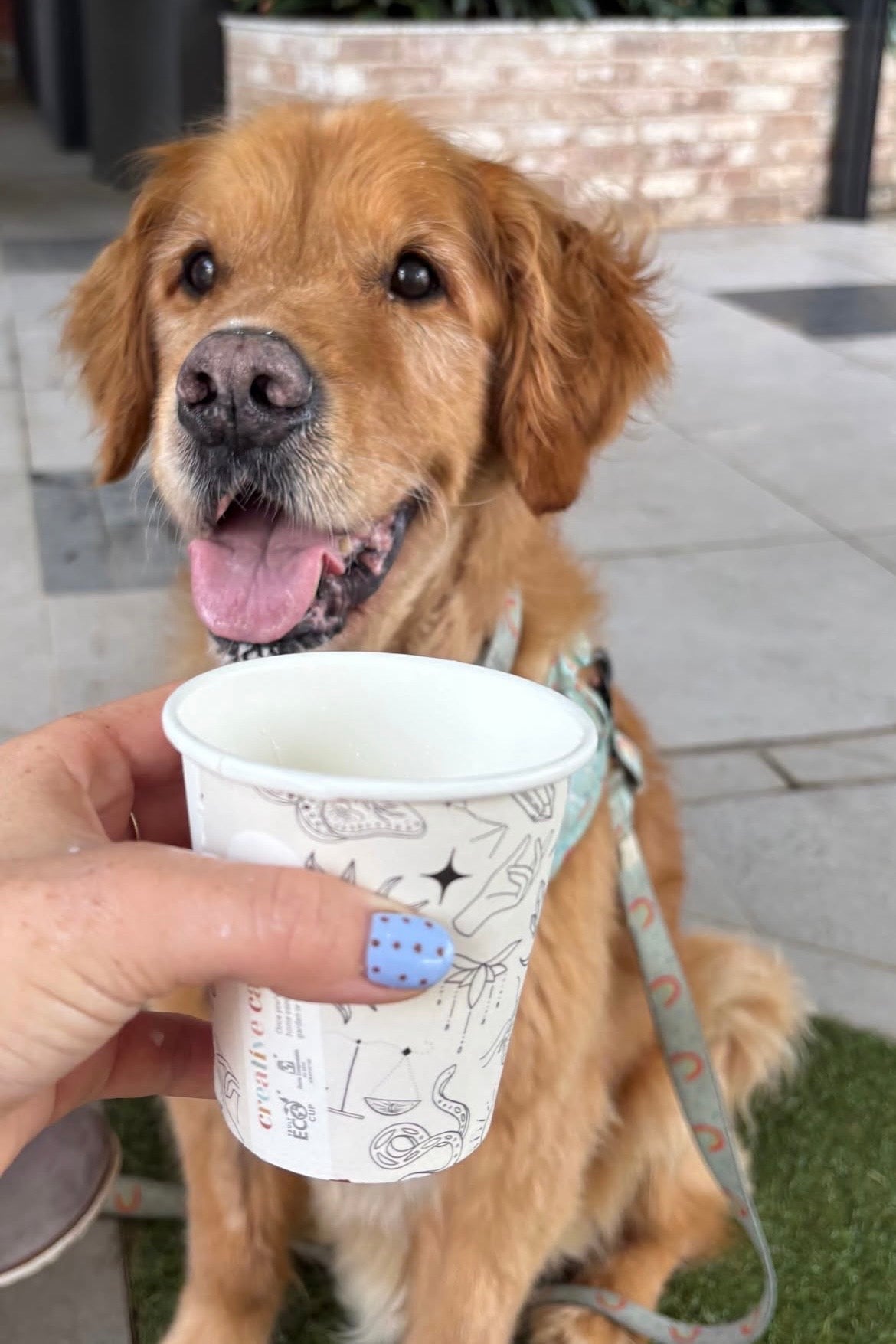 Creative Cafe Co 6oz Stars & Floral coffee cup puppacino