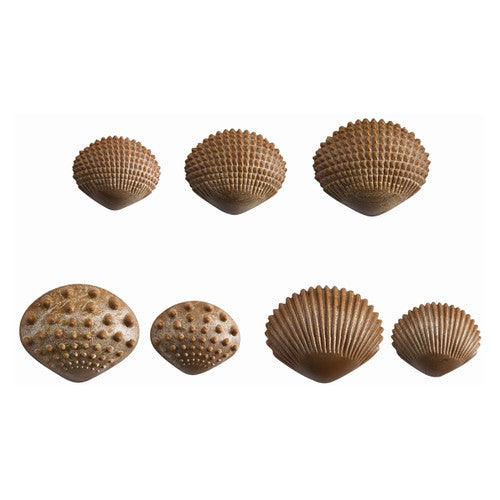 EDX Education tactile shells sorted into groups by texture and size on a table