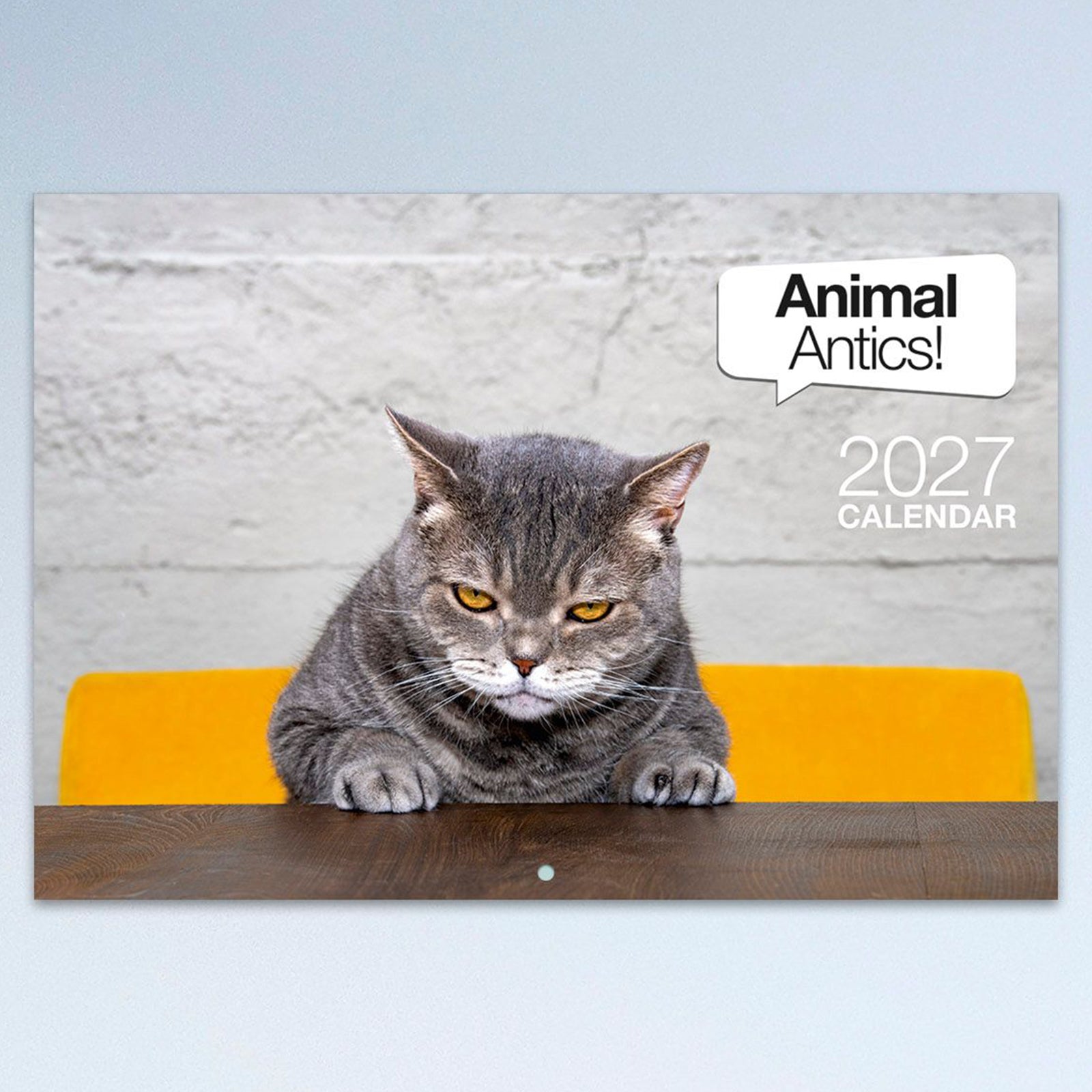 A close up of the Animal Antics 2027 front cover featuring a curious grey cat leaning over a table with clean typography, introducing the light hearted wildlife theme of the calendar.
