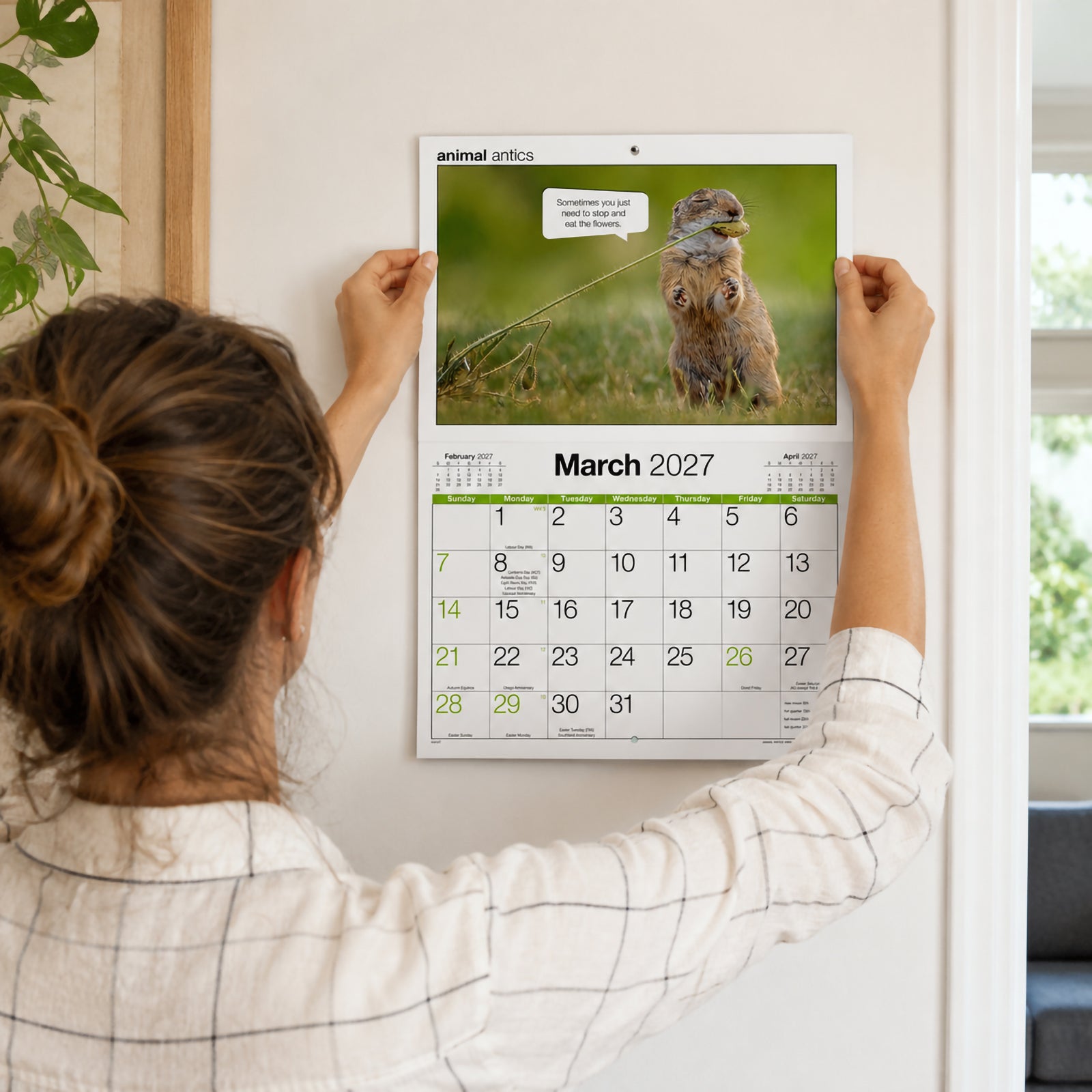 A person hangs the Easy2C 2027 Animal Antics A4 stitched wall calendar onto a white wall. The March page displays a humorous wildlife photograph with a funny caption above a spacious monthly calendar grid, demonstrating how the compact calendar fits perfectly in a modern home or office.
