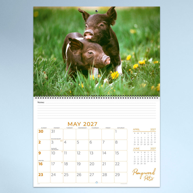 May calendar page displaying two playful piglets standing together in lush green grass. The vibrant image adds personality while providing a practical monthly planner beneath.