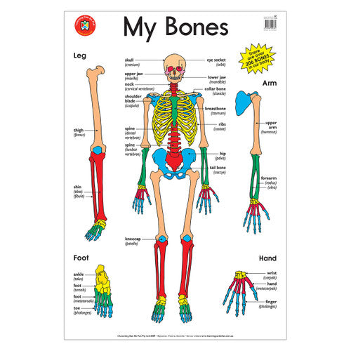 Learning Can Be Fun My Bones Poster