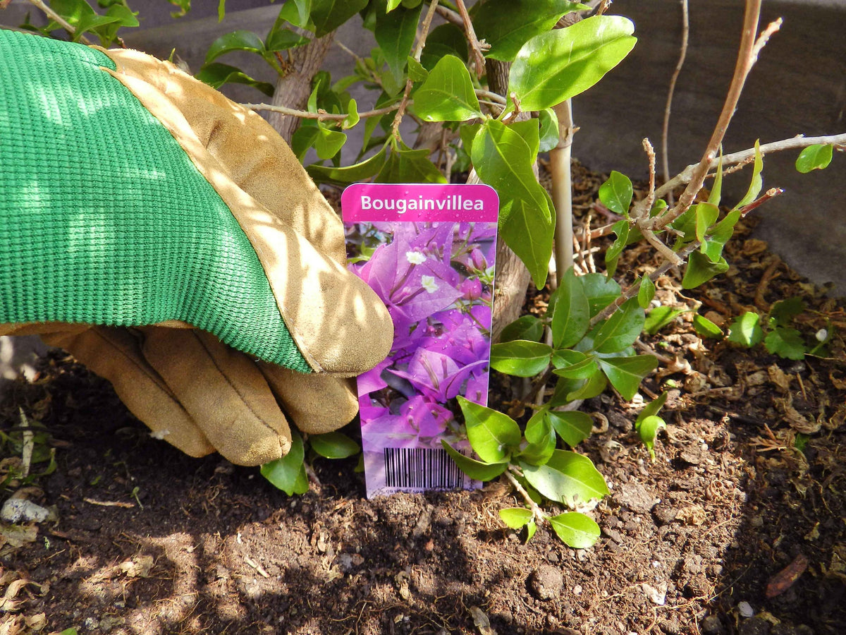 Gloved hand beside a plant tag printed on Meter waterproof paper with a pink bougainvillea photo and barcode, set in garden soil