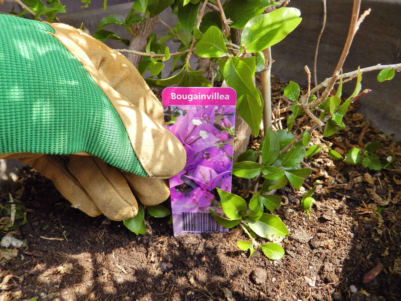 Gloved hand beside a plant tag printed on Meter waterproof paper with a pink bougainvillea photo and barcode, set in garden soil
