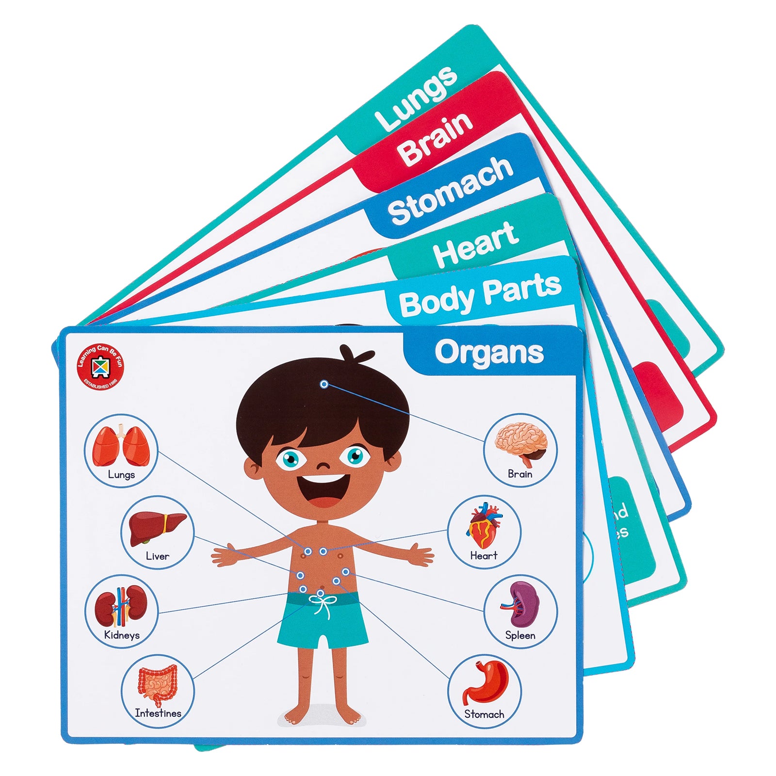 Set of double sided educational flash cards covering body parts, organs, heart, stomach, brain and lungs. Colourful illustrations help children learn basic anatomy through hands on visual activities.