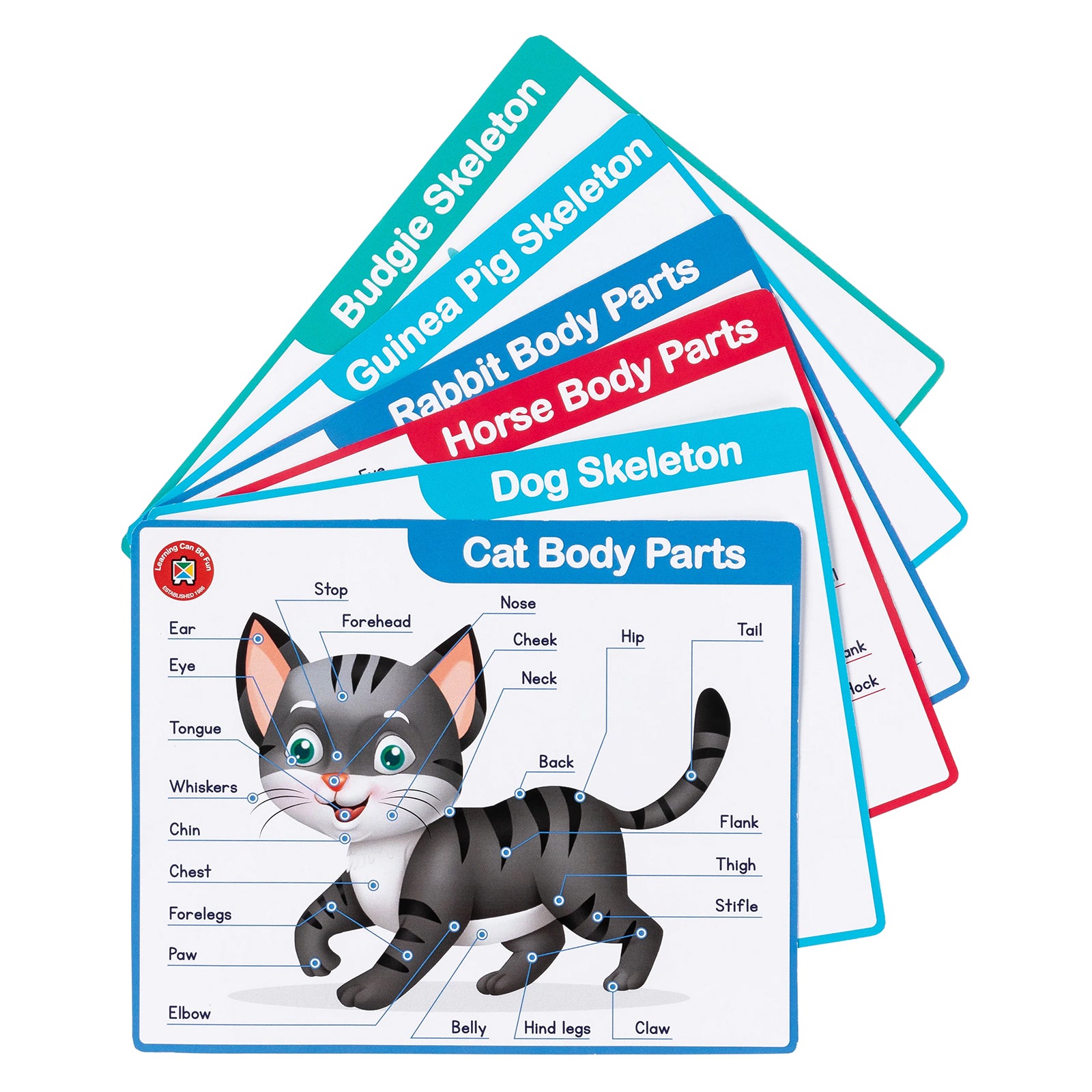 Educational veterinary flash cards displayed in a fan arrangement featuring animal body parts and skeleton learning activities. Cards include cat body parts, dog skeleton, horse body parts, rabbit body parts, guinea pig skeleton and budgie skeleton illustrations designed to support animal science learning for young children.