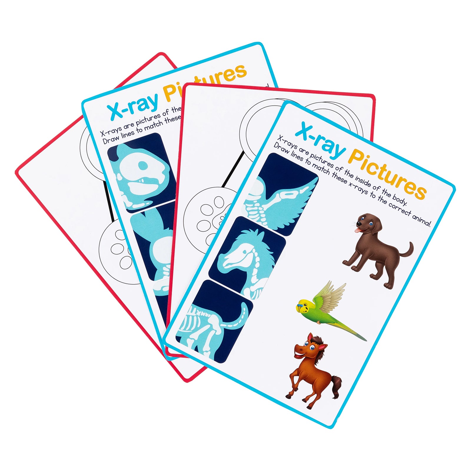 Educational X ray activity cards included with the My Vet Clinic Pretend Play Set. The cards feature animal skeleton illustrations and matching activities involving a dog, horse and budgie. Designed to encourage observation skills, animal anatomy awareness and early scientific learning through play.