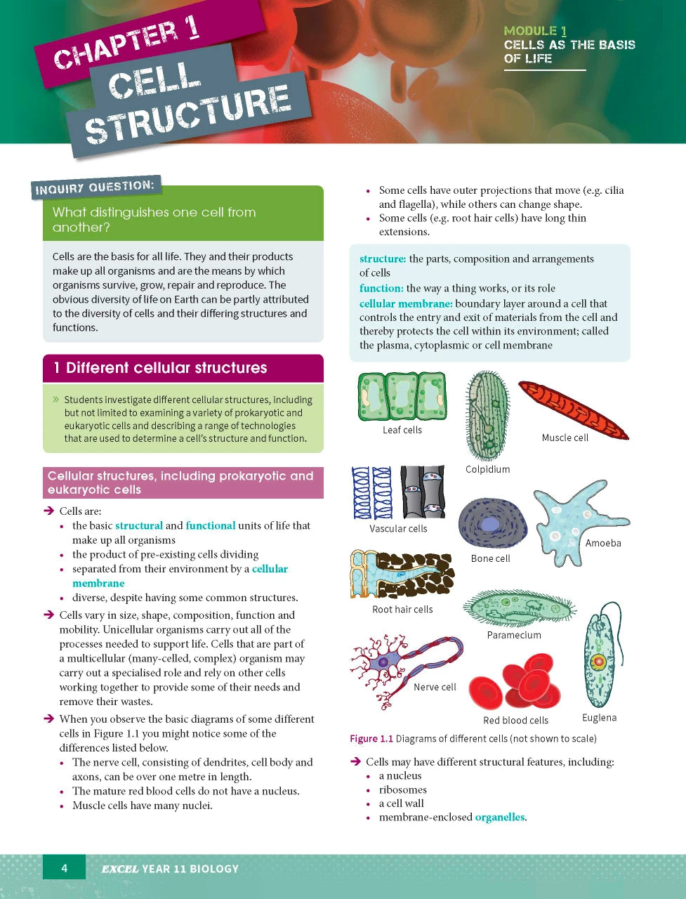 Sample page from the Excel Year 11 Biology Study Guide, as shown in the Pascal Press product gallery