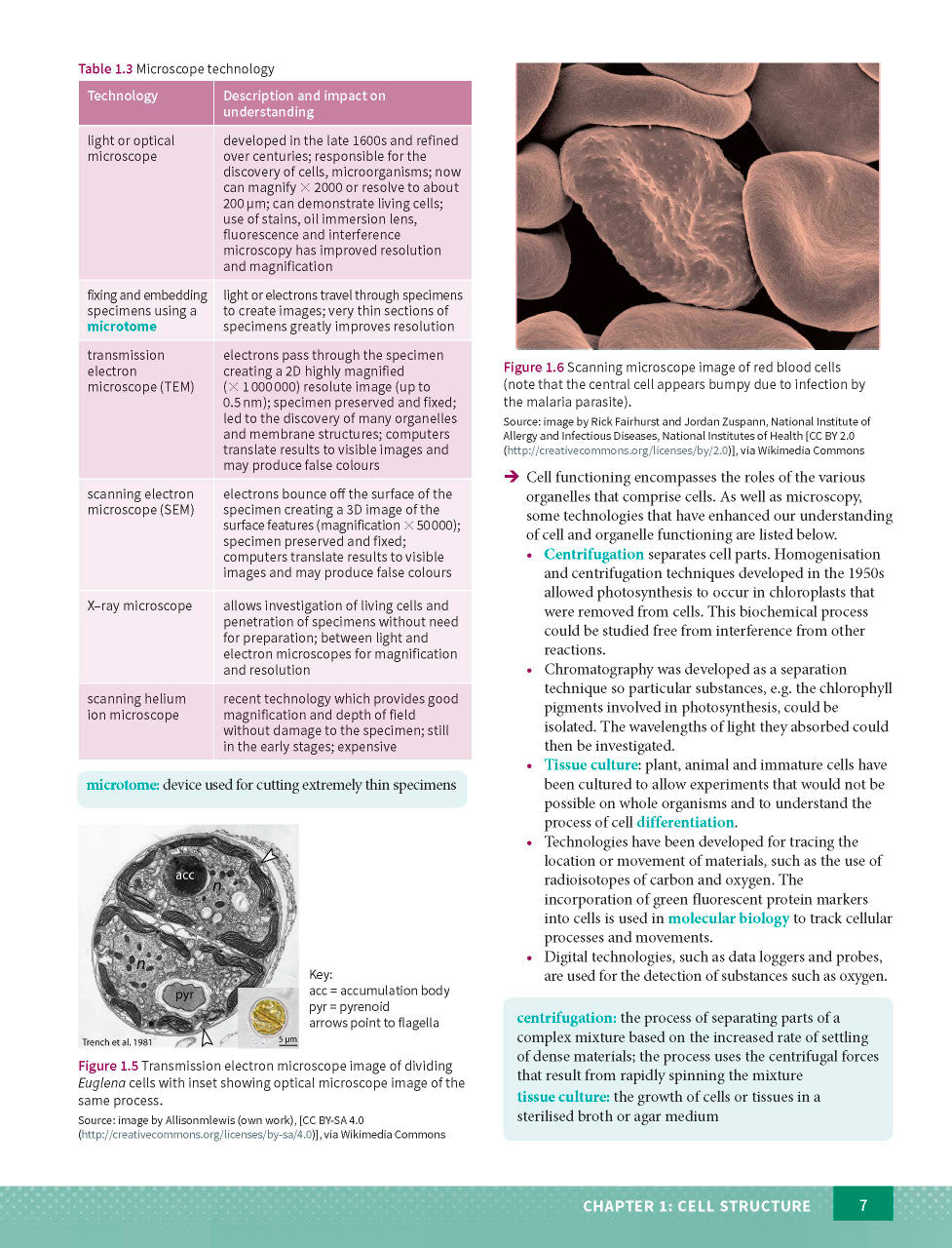 Sample page from the Excel Year 11 Biology Study Guide, as shown in the Pascal Press product gallery