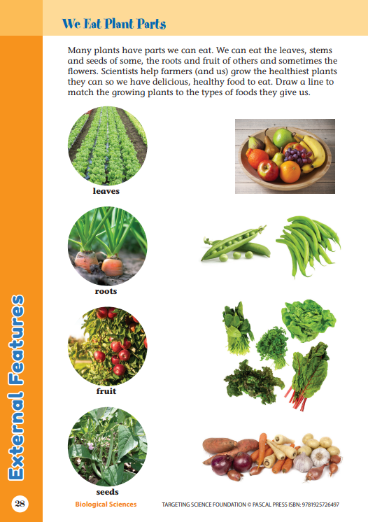 Sample interior activity page from the Targeting Science Foundation science activity book, from the publisher preview gallery