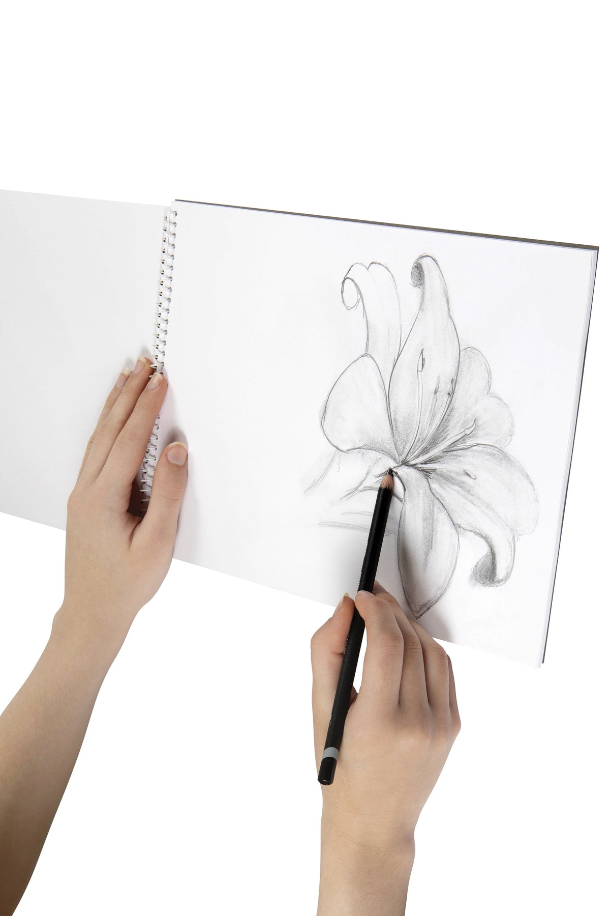 Hand drawing a lily in pencil on a blank page of an open Spirax 534 A4 sketch book folded back on its side spiral