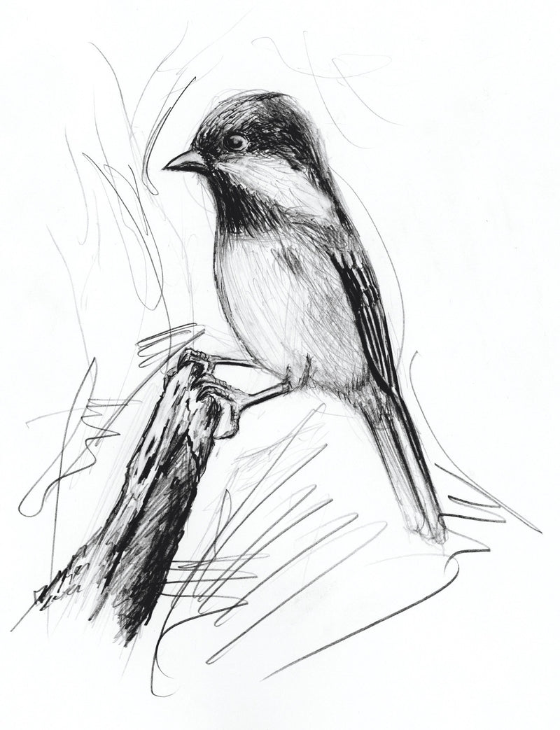 Pencil sketch of a small bird perched on a branch, a Staedtler Mars micro application drawing