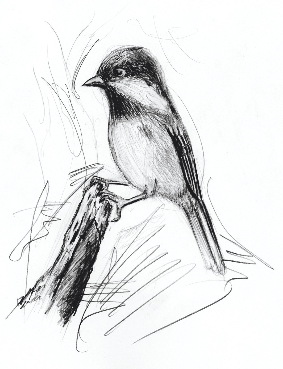 Detailed pencil drawing of a small bird on a branch from Staedtler Mars micro range imagery