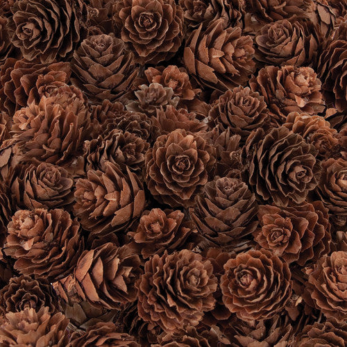 Close-up of natural mini pine cones showing varied texture, shape and size, suitable for craft and sensory activities