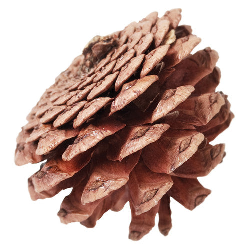 Close-up of sustainably sourced Zart pine cones spread out, showing natural variation in size and colour