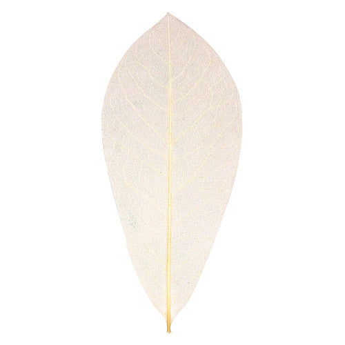 Zart natural skeleton leaves approximately 18cm showing intricate leaf membrane detail