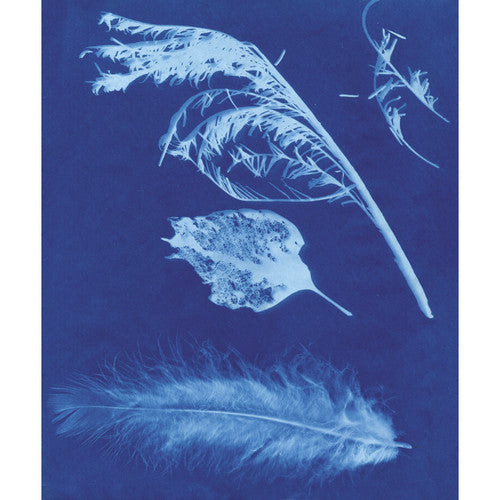 Zart Sun-Sensitive Paper 20 x 30cm Pack of 15. Close-up of a sun-sensitive paper print showing white leaf impressions on blue background