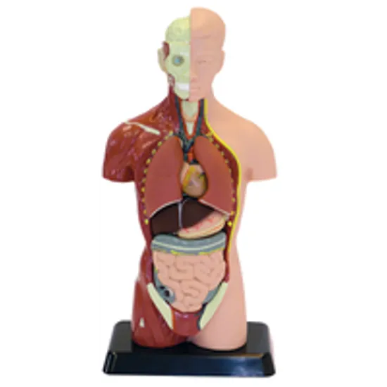 Human Anatomy Model 27cm 8 Pieces-1