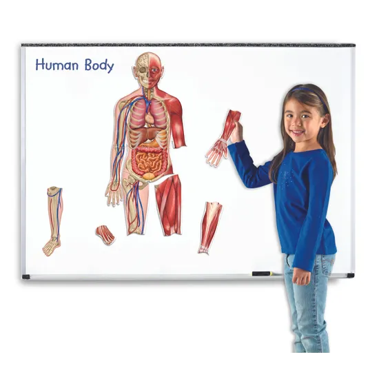 Double Sided Magnetic Human Body 17 Pieces-2