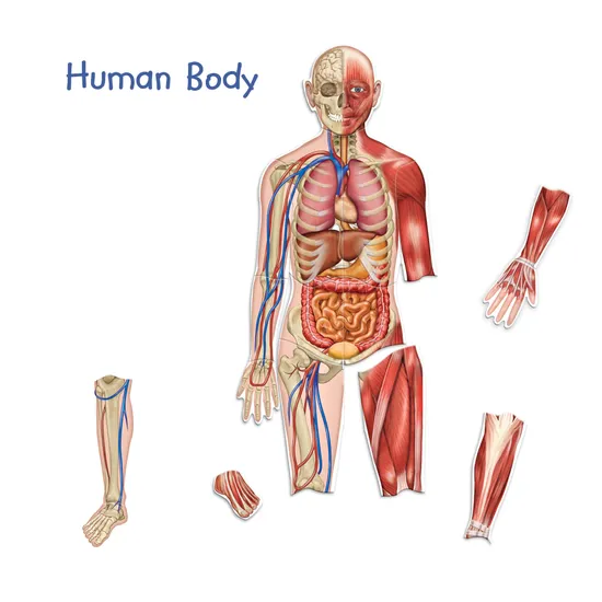 Double Sided Magnetic Human Body 17 Pieces-1
