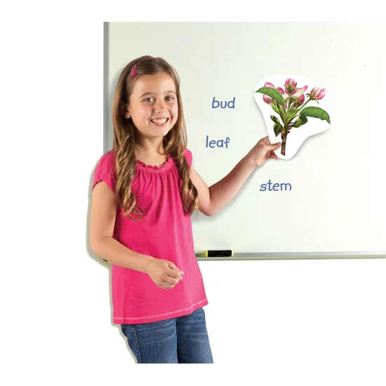 Giant Magnetic Plant Life Cycle Set 12 Pieces-3
