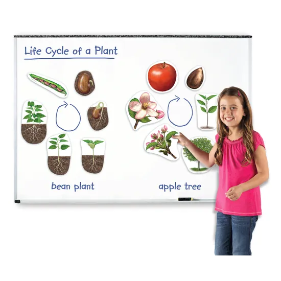 Giant Magnetic Plant Life Cycle Set 12 Pieces-2