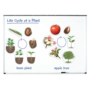 Giant Magnetic Plant Life Cycle Set 12 Pieces
