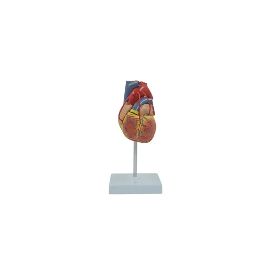 Human Heart Life Size Model 2 Parts-1