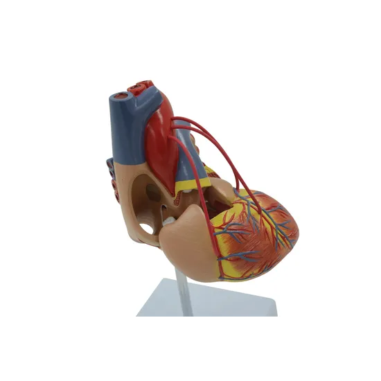 Human Heart Life Size Model 2 Parts-3