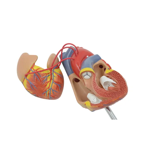 Human Heart Life Size Model 2 Parts-2