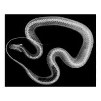 Animal X-Rays 14 Images with Matching Picture Cards-2
