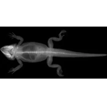 Animal X-Rays 14 Images with Matching Picture Cards-3