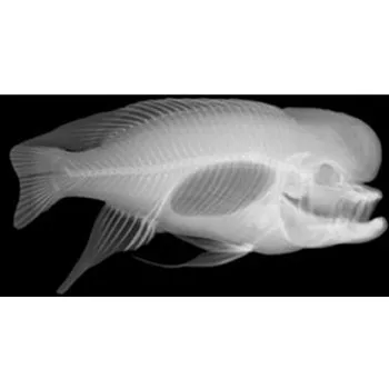 Animal X-Rays 14 Images with Matching Picture Cards-4