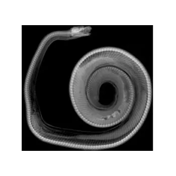 Animal X-Rays 14 Images with Matching Picture Cards-5