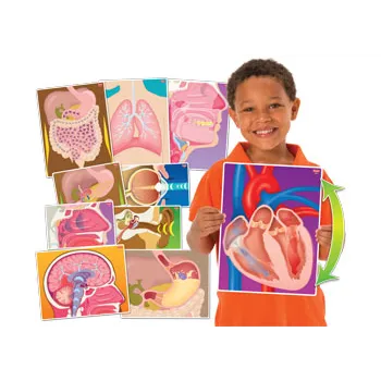 My Body In Action Animation Cards Set of 10-1