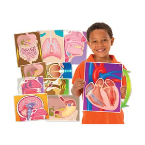 My Body In Action Animation Cards Set of 10