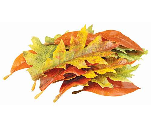 Zart Autumn Leaves Assorted Plastic Pack of 50 Printed Natural Colouring-2