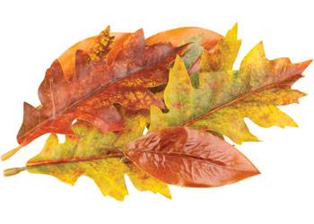Zart Autumn Leaves Assorted Plastic Pack of 50 Printed Natural Colouring-5