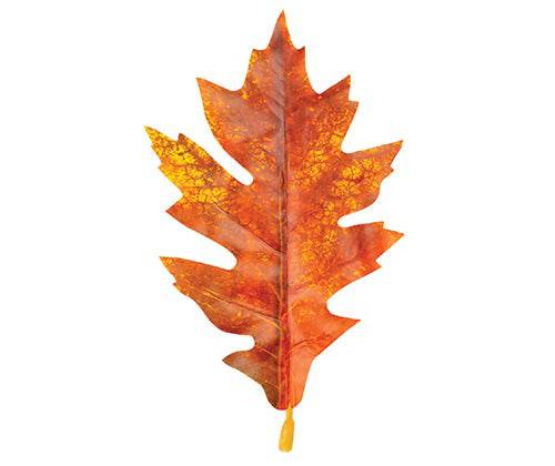 Zart Autumn Leaves Assorted Plastic Pack of 50 Printed Natural Colouring-3