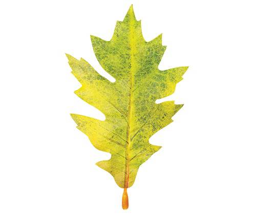 Zart Autumn Leaves Assorted Plastic Pack of 50 Printed Natural Colouring-4