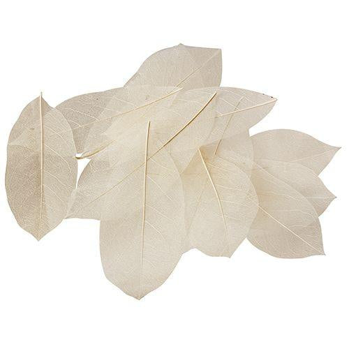 Zart natural skeleton leaves scattered